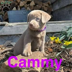 Cammy, Silver Labrador Retriever Puppy